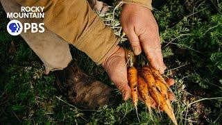 Farm to fork: How local farmers are feeding Colorado