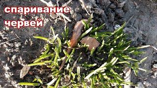 Спаривание червей / mating worms