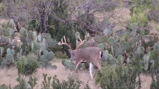 Hunting South Texas Monster Low Fence Bucks 2017