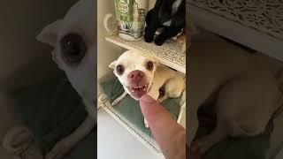 Niki is the most celebrity chihuahua in the world