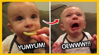 Babies Try Lemons For The First Time Compilation 2024 | Kingdom Of Discovery