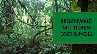 Regenwald mit Tieren schöne Atmosphäre Dschungel Geräusche leichtes Gewitter Sounds