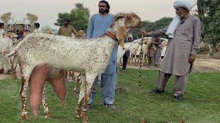 Pakistan Biggest Makhi Cheeni Beetal Goats Farm Haidry Goat Farm #goat #goatfarming #bakra #farming