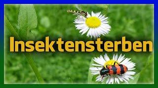 Insektensterben - Studie der TU München