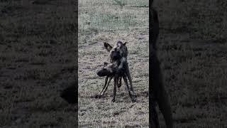 when wild dogs behave like wild dogs     #100shorts2024 #youtubechamps