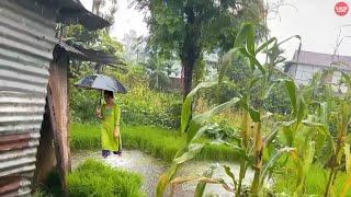 Rice Plantation Season-Rainfall in Village and Farms-Explore with @LocalLooks