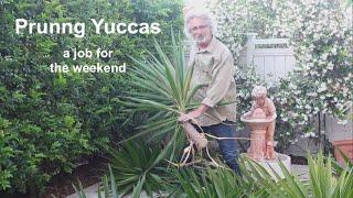 Yucca Pruning   Weekend Job