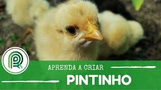 Saiba como fazer o manejo correto de pintinhos