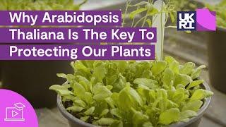 Why Arabidopsis Thaliana Is The Key To Protecting Our #Plants | Thale Cress Explained