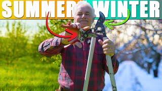 Summer VS Winter Pruning THE BEST time to Prune your Fruit Tree is ACTUALLY...