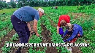 Hyvää juhannusta! - Kaivellaan juhannusperunoita ja Topille fanipostia