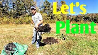 Time To Use The Compost | Planting Mulberry Trees & Blueberry Bushes