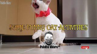 SOME FUNNY CAT ACTIVITIES. FUNNIEST CAT. ACTIVITY CAT FUNNY | PAKDHE NDARU