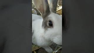 #durecorder #shortscute rabbits #888tv #roblox #gaming in our country #trending YouTube shorts best