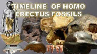 Timeline Of Homo erectus Fossils