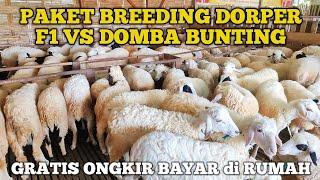 PAKET BREEDING DOMBA BUNTING, DORPER F1, GRATIS ONGKIR‼️BAYAR di RUMAH