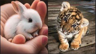 AWW Animals SOO Cute! Cute baby animals Videos Compilation cute moment of the animals #8