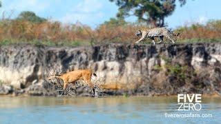 Flying Jaguar vs Marsh Deer!