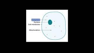 Keystage 3 Science Biology, Cells topic lesson 2 Basic Cells