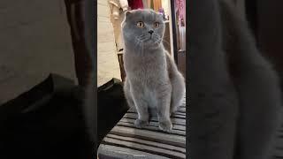 МЯУ #кот #шотландскийкот #вислоухий #приколы #приколыдослёз #приколысживотными #шортс