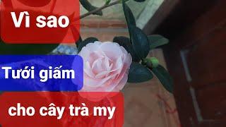 Vì sao phải tưới giấm cho cây trà my