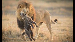 King wakes UP - Lion's vs hyena's