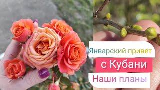 Влог# 433 Январский привет с КУБАНИ Набухли почки, ЦВЕТУТ розыНаши ПЛАНЫ на 2024 год