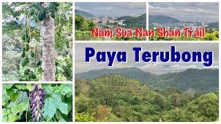 Nam Sua (Nan Shan) Hiking Trail at Paya Terubong/ Penang Malaysia
