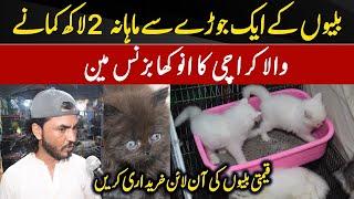 Cat Business | Cat Market in Karachi | New Business Idea 2023