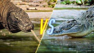 Komodo Dragon VS Crocodile