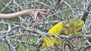 Chameleon Bites Venomous Snake While Being Attacked