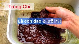 Trùng Chỉ | Con Dao 2 Lưỡi | Thức Ăn Giúp Cá Bung Size Tốt Nhất | Dat Guppy