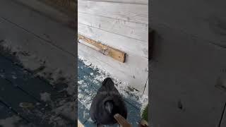 Smart Crow 