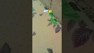 why 