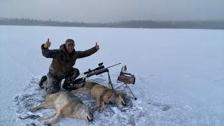 Newfoundland Coyote Hunt  2025