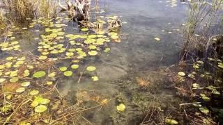 Laguna Bacalar, se le conoce como el lago de los siete colores