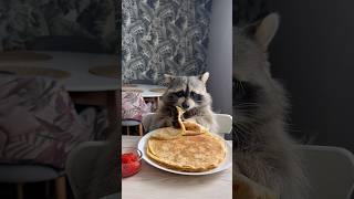 Енот Тема ест блины в масленицу 