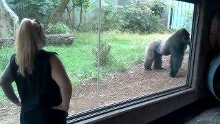 Silverback Gorillas Fighting Over Attention at Omaha Zoo