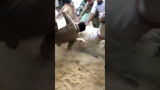 eid ul adha mubarak ️ #viral #shorts #sameerkibaatain