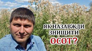 Як назавжди знищити осот?