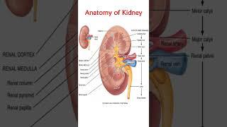 Anatomy of kidney made simple and easy #anatomy #quickrevision