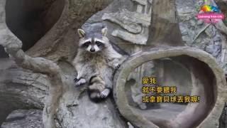 過太爽反出現健康風險 動物園幫北美浣熊減重