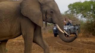 Shenton Safaris' Experience