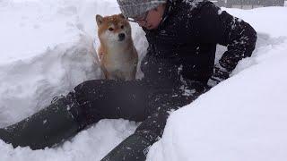 大雪の中何度も外へ出る柴犬。その理由が優しすぎた。