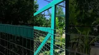 Банан на дачеБессарабия Украина #shorts