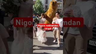 Nigora roddomdan chiqdi #newvideo #shoubiznes #youtube #wedding #roddom #lazizashokuz