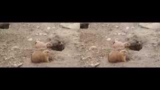 Prairie dogs in 3D (Beardsley Zoo)