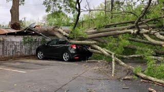 Extreme Dangerous Fast Tree Cutting With Chainsaw, Heavy Big Tree Falling On Car Pathetic