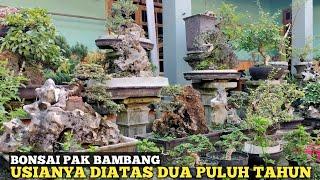 KOLEKSI BONSAI PAK BAMBANG SEMUA USIANYA DUA PULUH TAHUN KEATAS!! MEMANG TINGKAT KESABARAN TINGGI