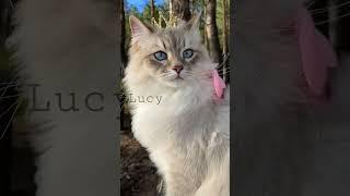 #catsvideo #catslover #meowed #naturecat #cats #meow #fluffycat #siberiancat #interpolyt #viralcats